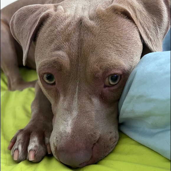 Meet your Posher, Flavia - Picture 2 of 16